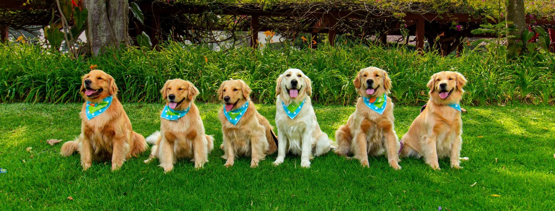 Los cinco Golden Retrievers del Equipo Guau Señoriales